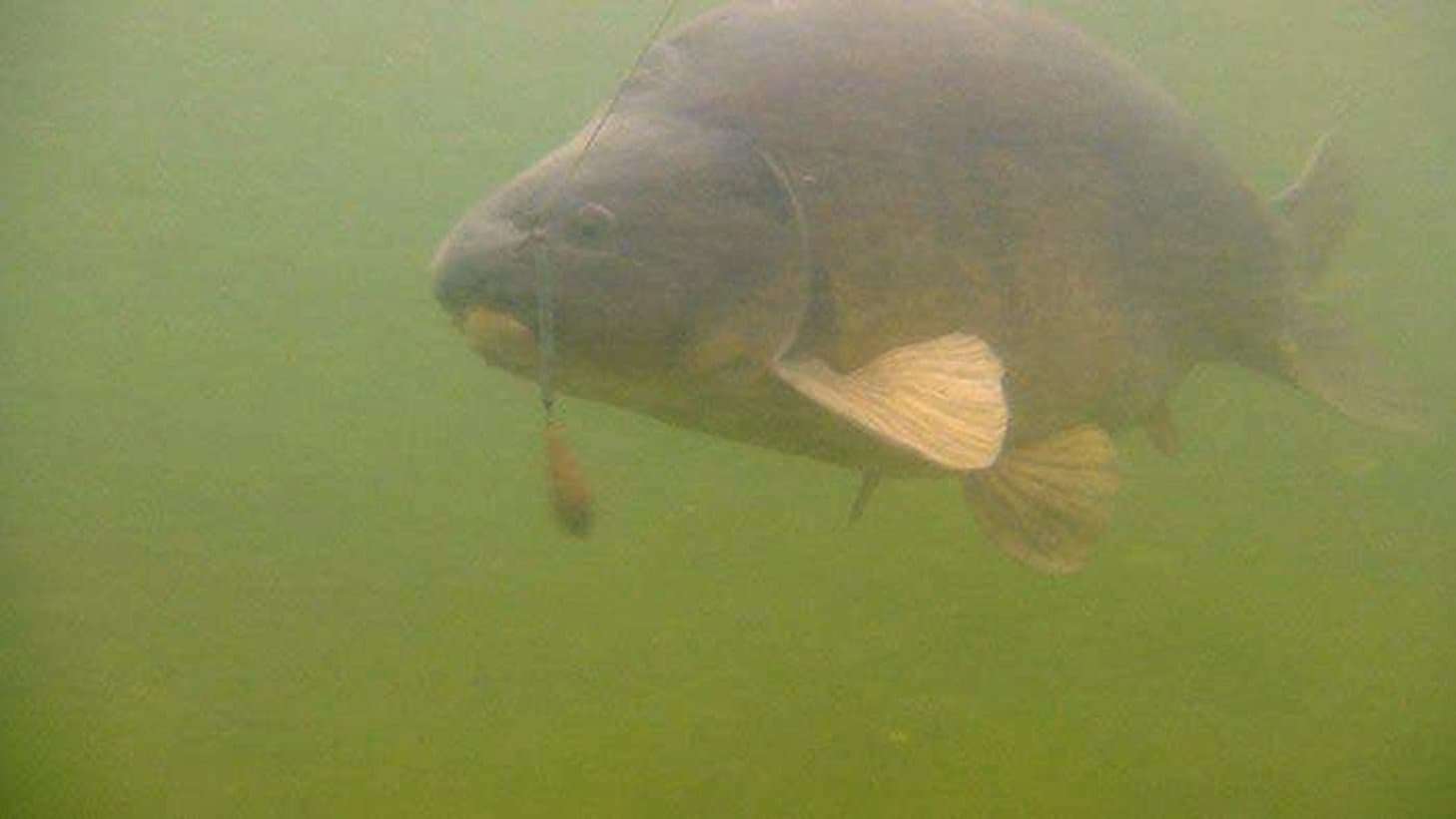 Downforce Tungsten - Heli-Chod Buffer Hoods (3pcs)